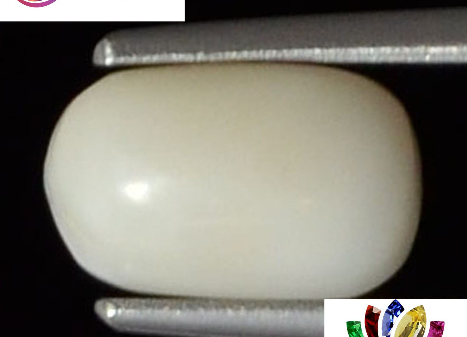 White Coral 2.3 Ct.