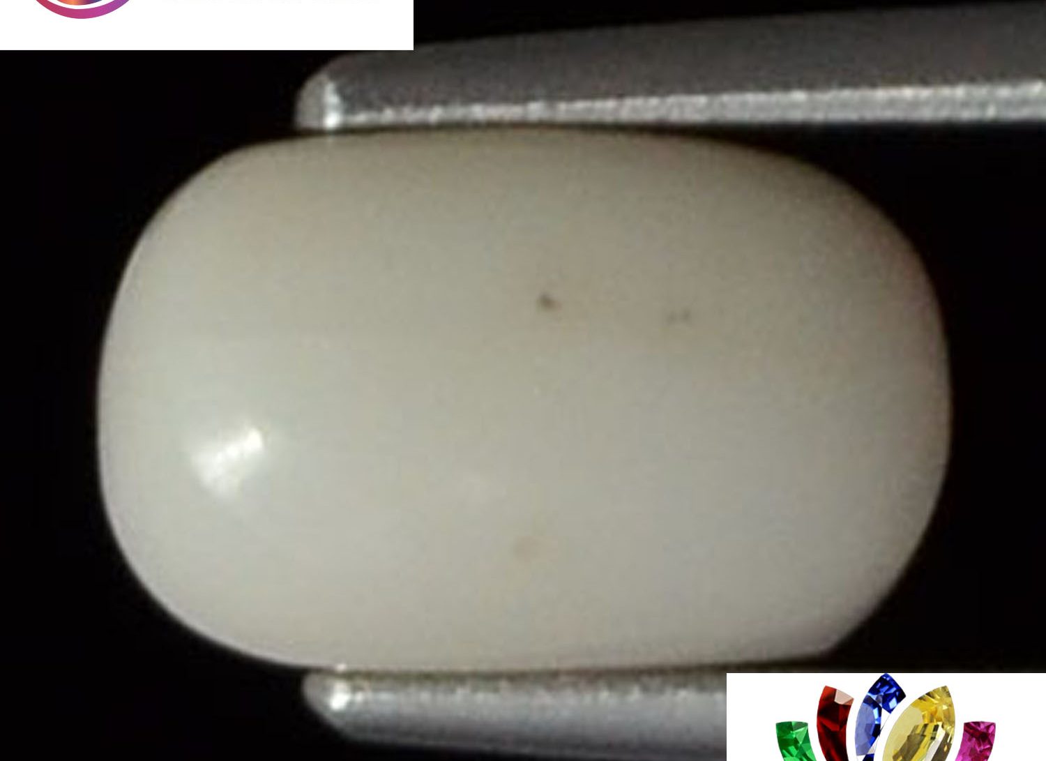 White Coral 2.3 Ct.