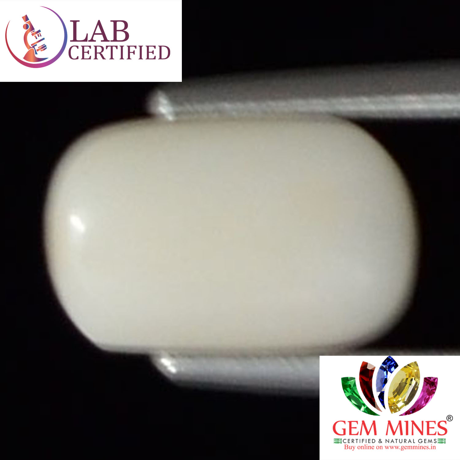 WC146 2 White Coral 2.3 Ct.