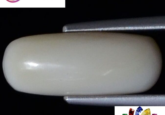 WC156 1 e1680683833549 White Coral 4 Ct.