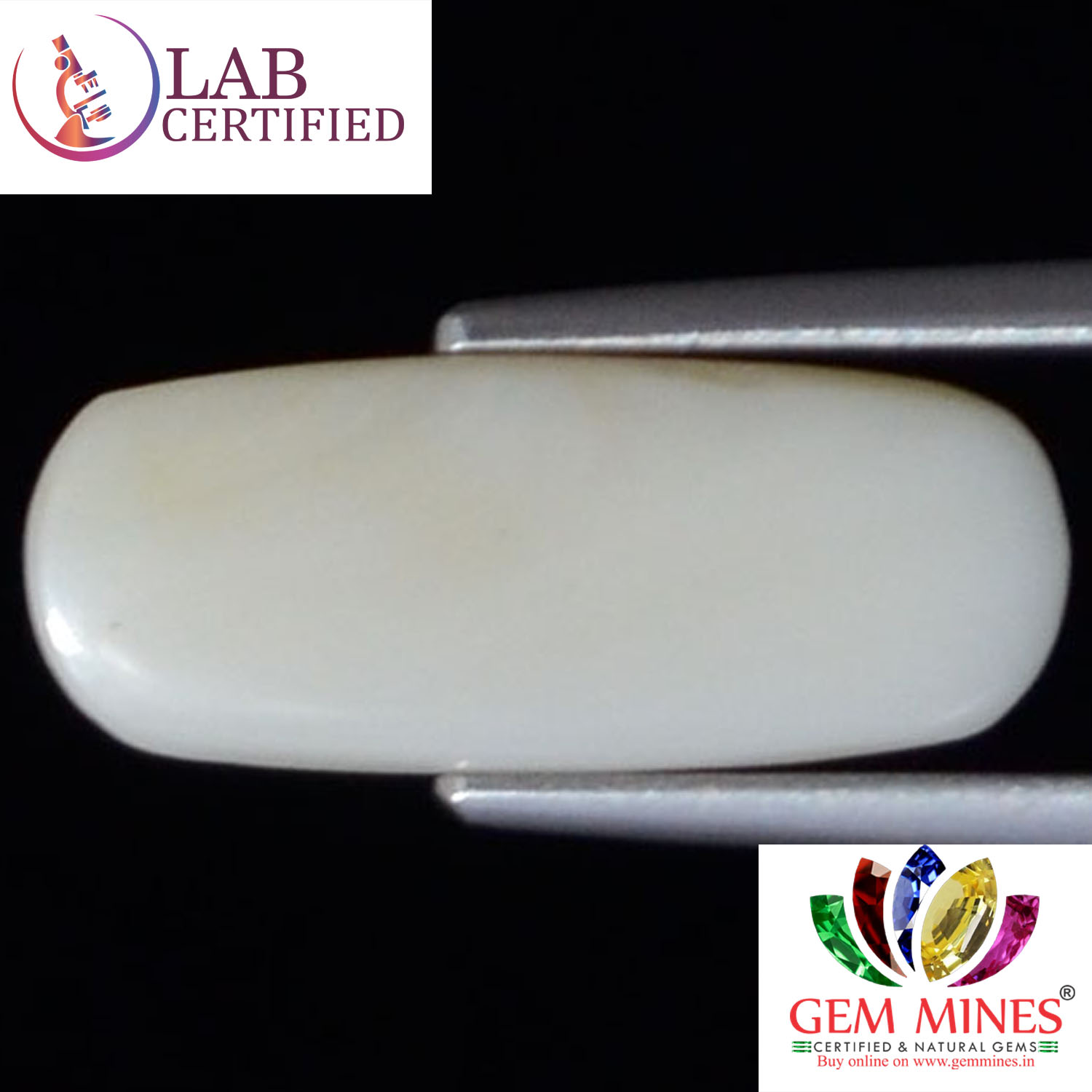 WC156 2 White Coral 4 Ct.