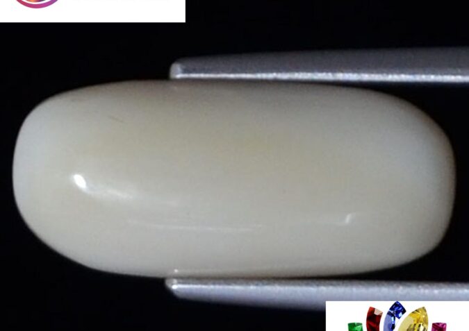 WC157 1 e1680684119456 White Coral 4.3 Ct.