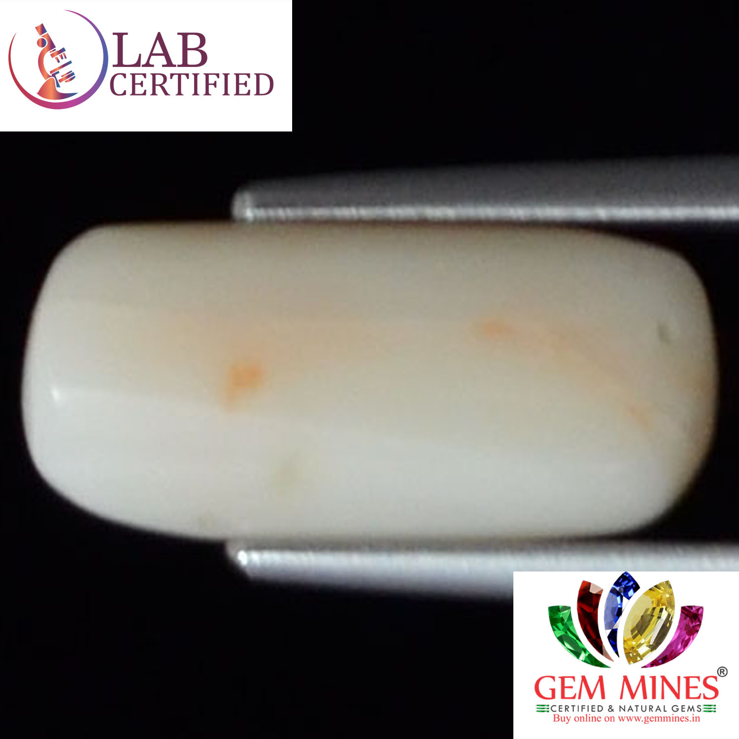 WC159 2 White Coral 4.31 Ct.