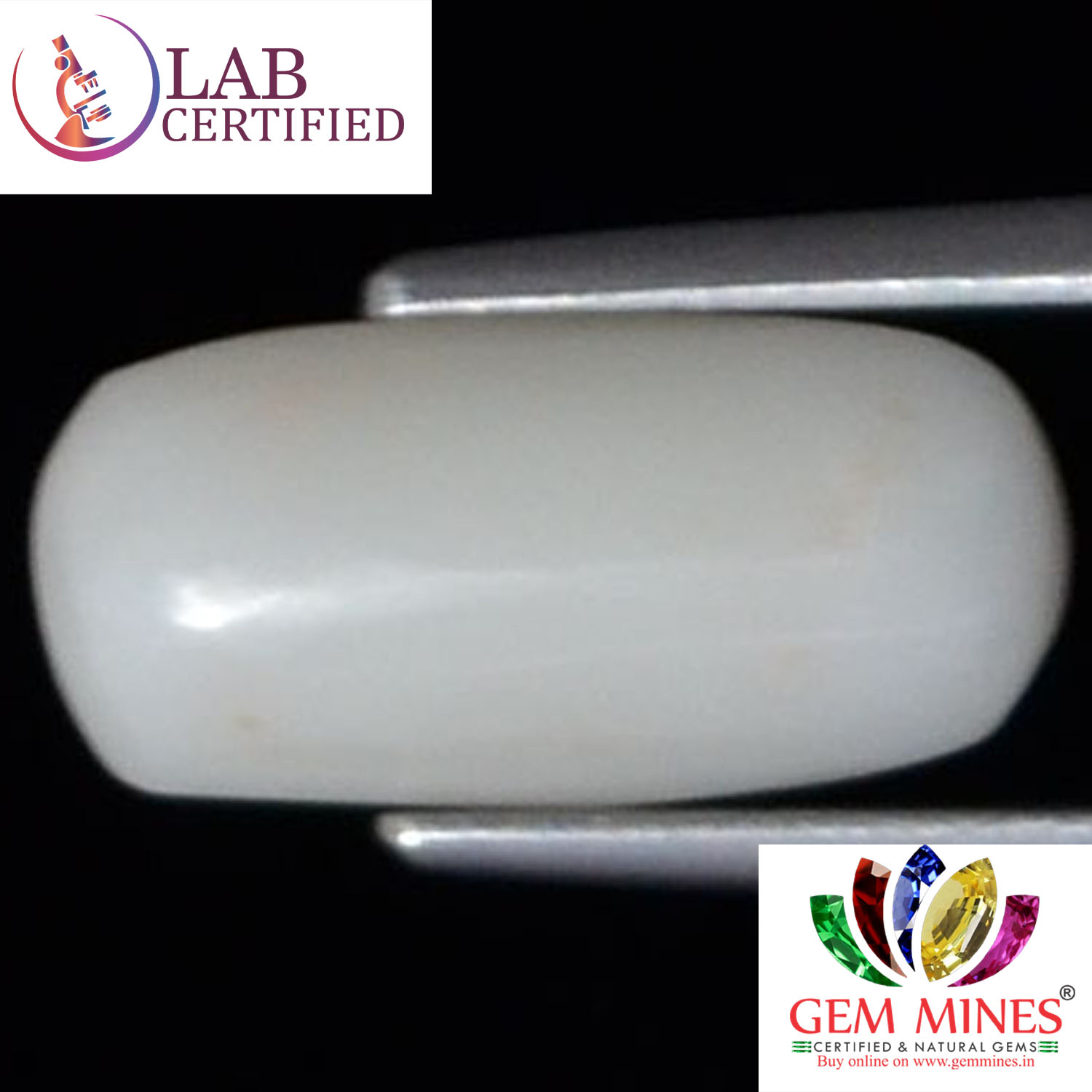 WC174 2 White Coral 3.42 Ct.