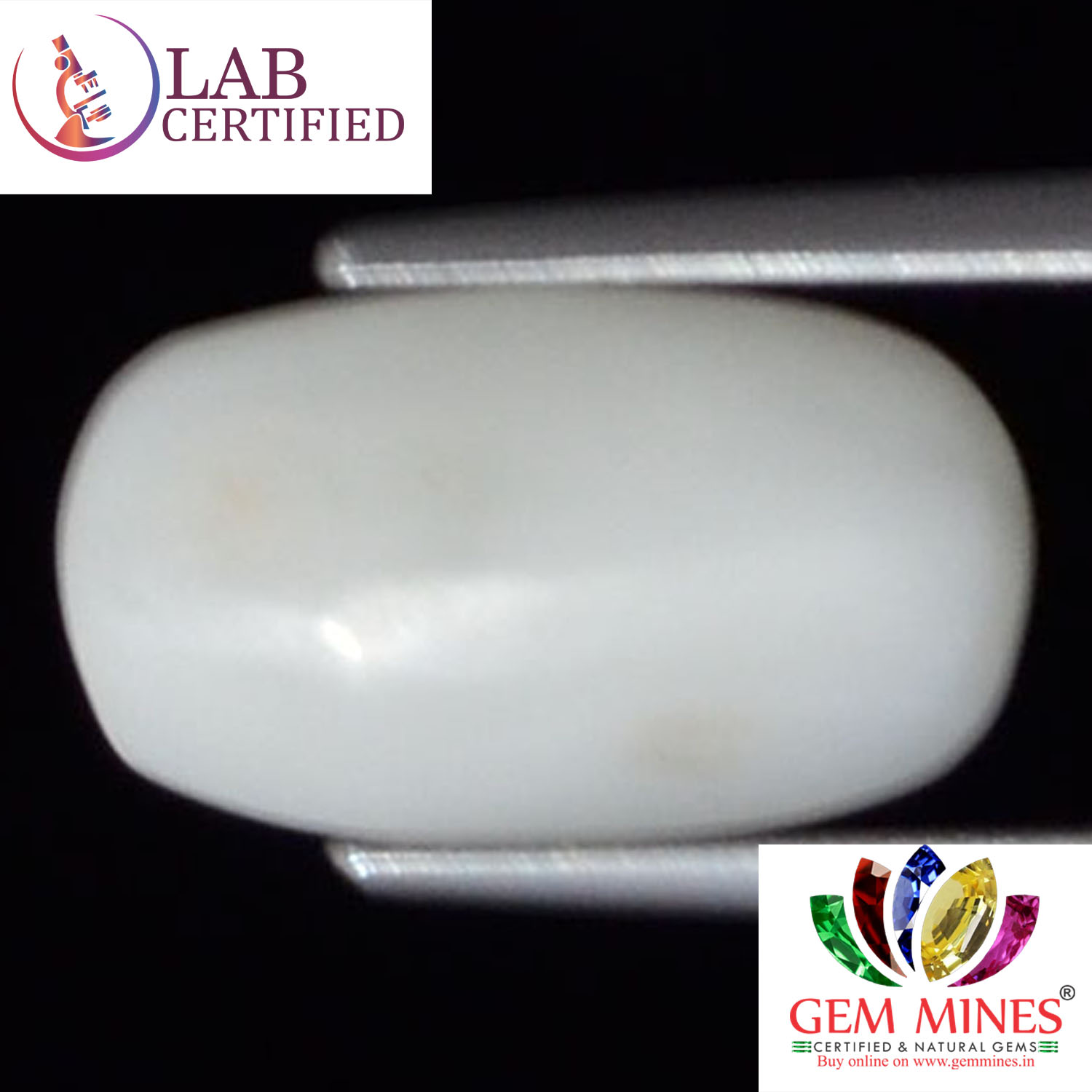 WC184 2 White Coral 3.72 Ct.