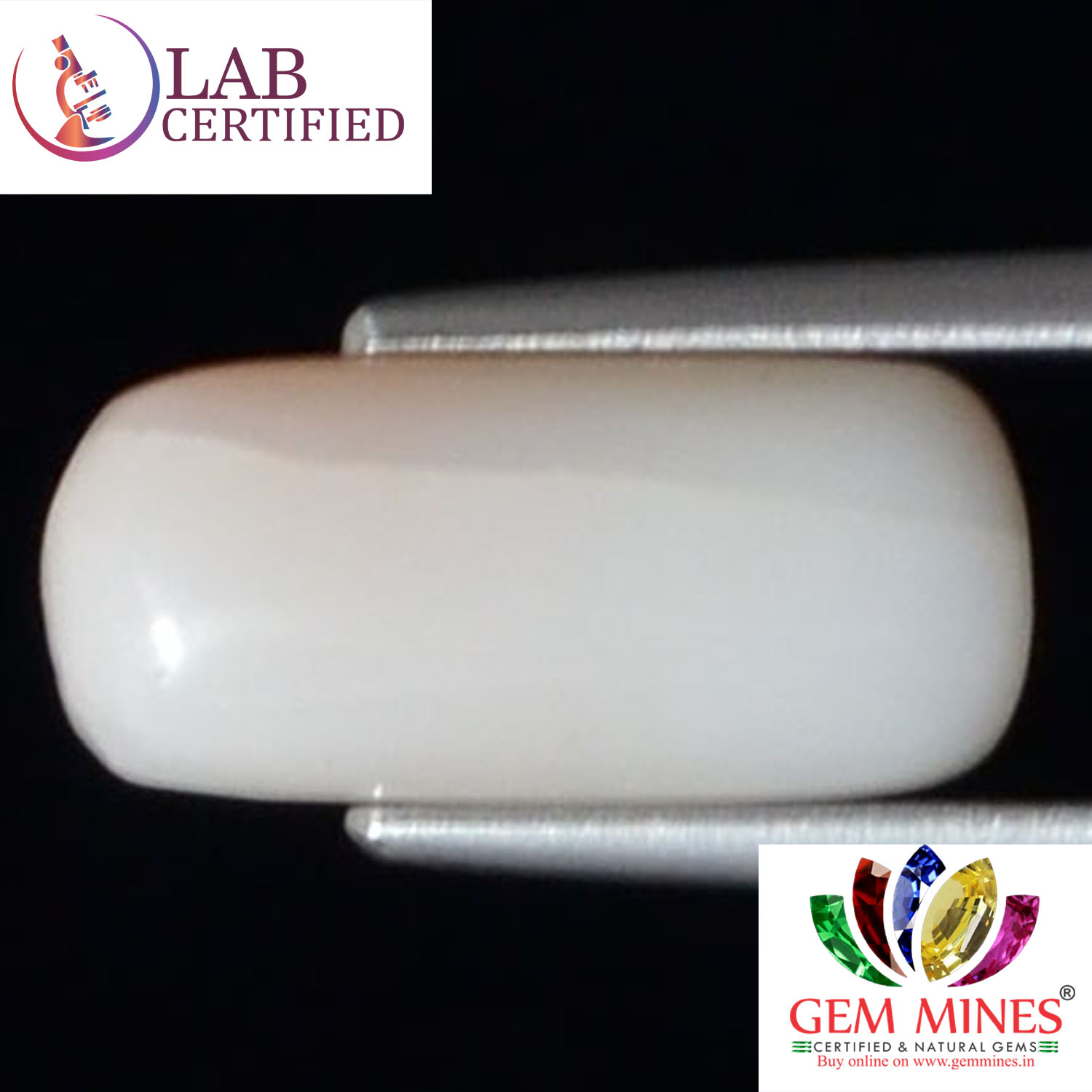 WC222 2 White Coral 4.16 Ct.