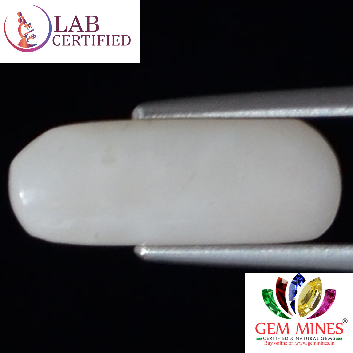 WC224 2 White Coral 3.3 Ct.