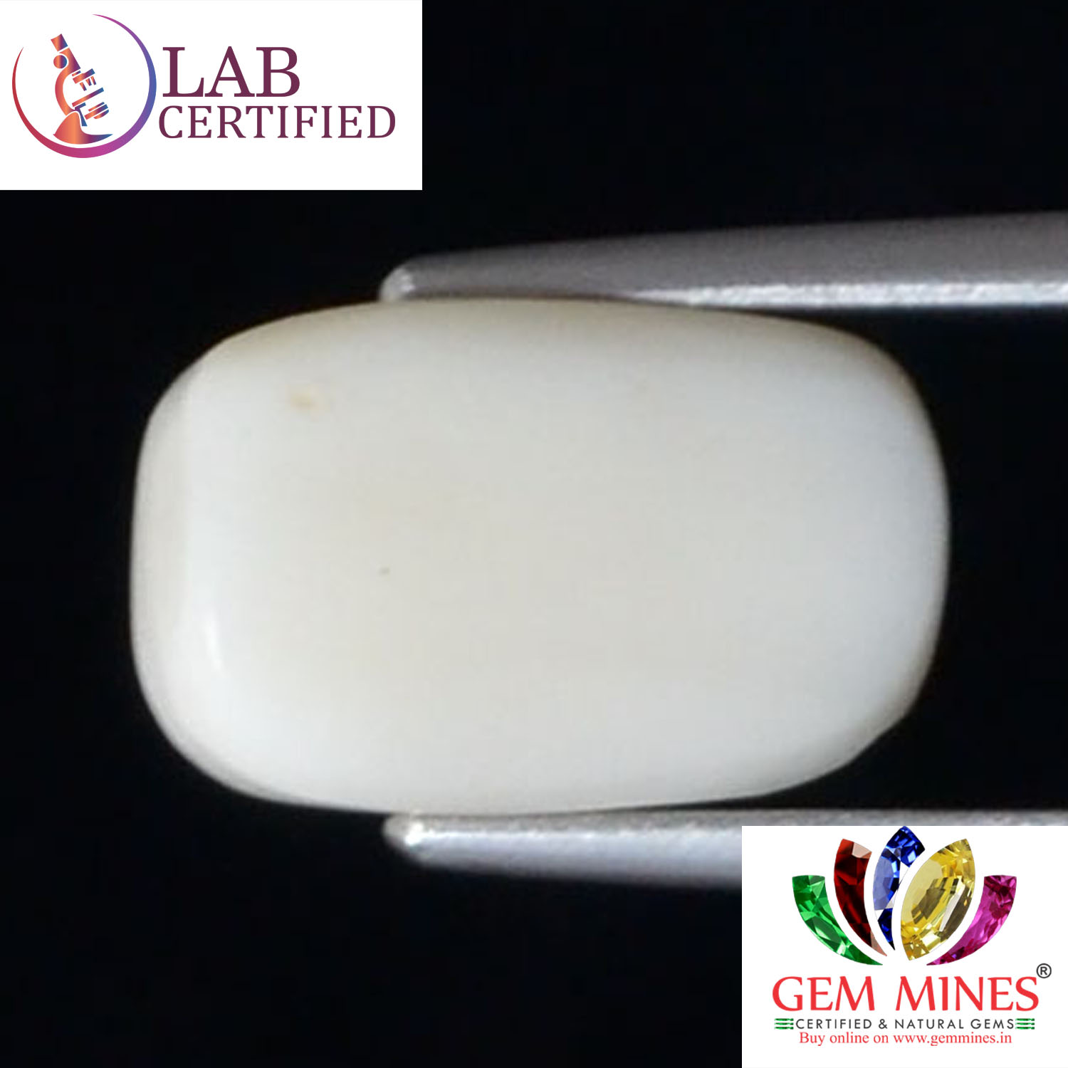 WC229 2 White Coral 3.91 Ct.
