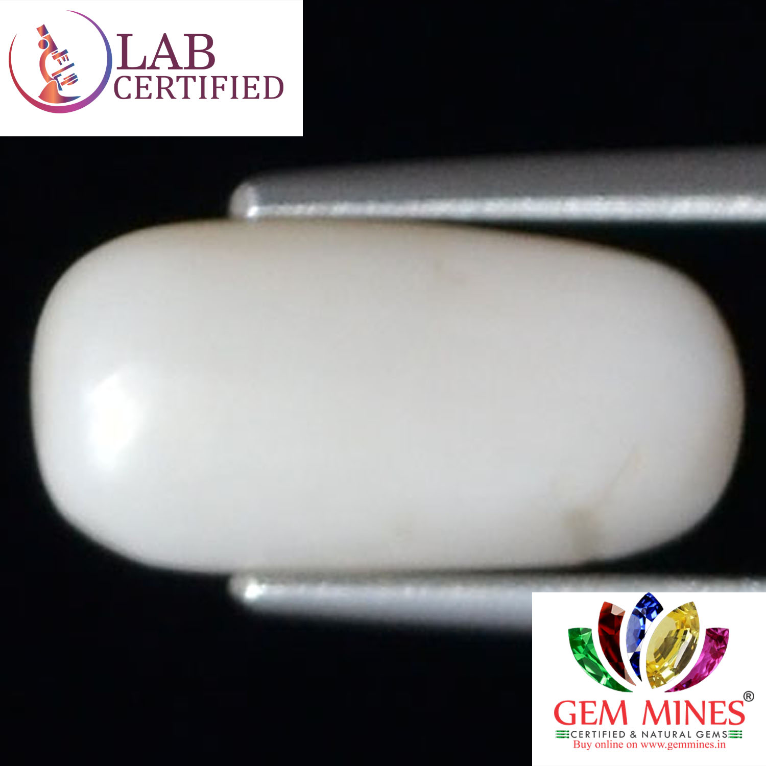 WC237 2 White Coral 4.04 Ct.