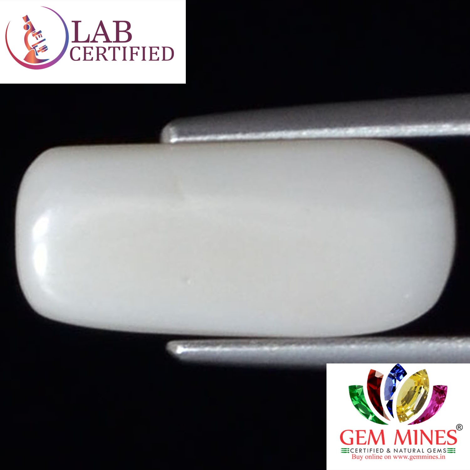 WC239 2 White Coral 4.1 Ct.