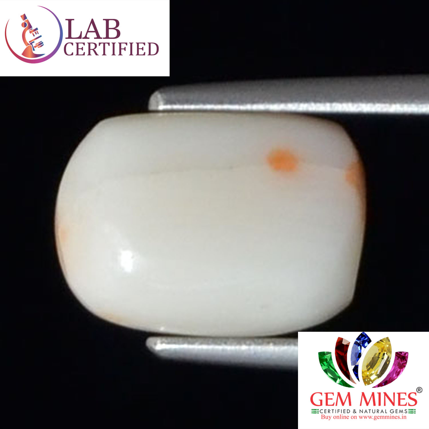 WC240 2 White Coral 4.76 Ct.