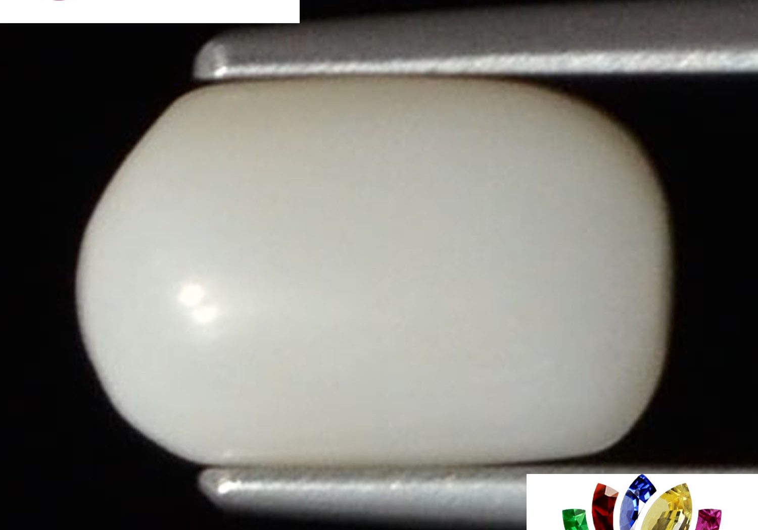 White Coral 2.72 Ct.