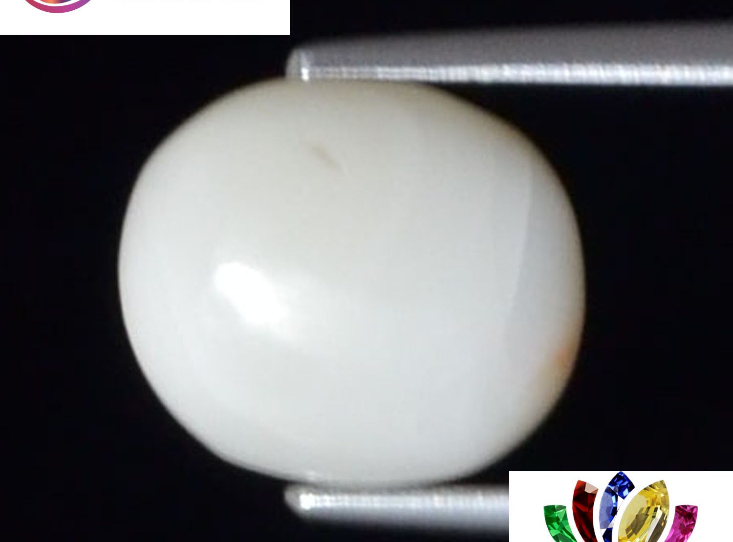 White Coral 3.74 Ct.