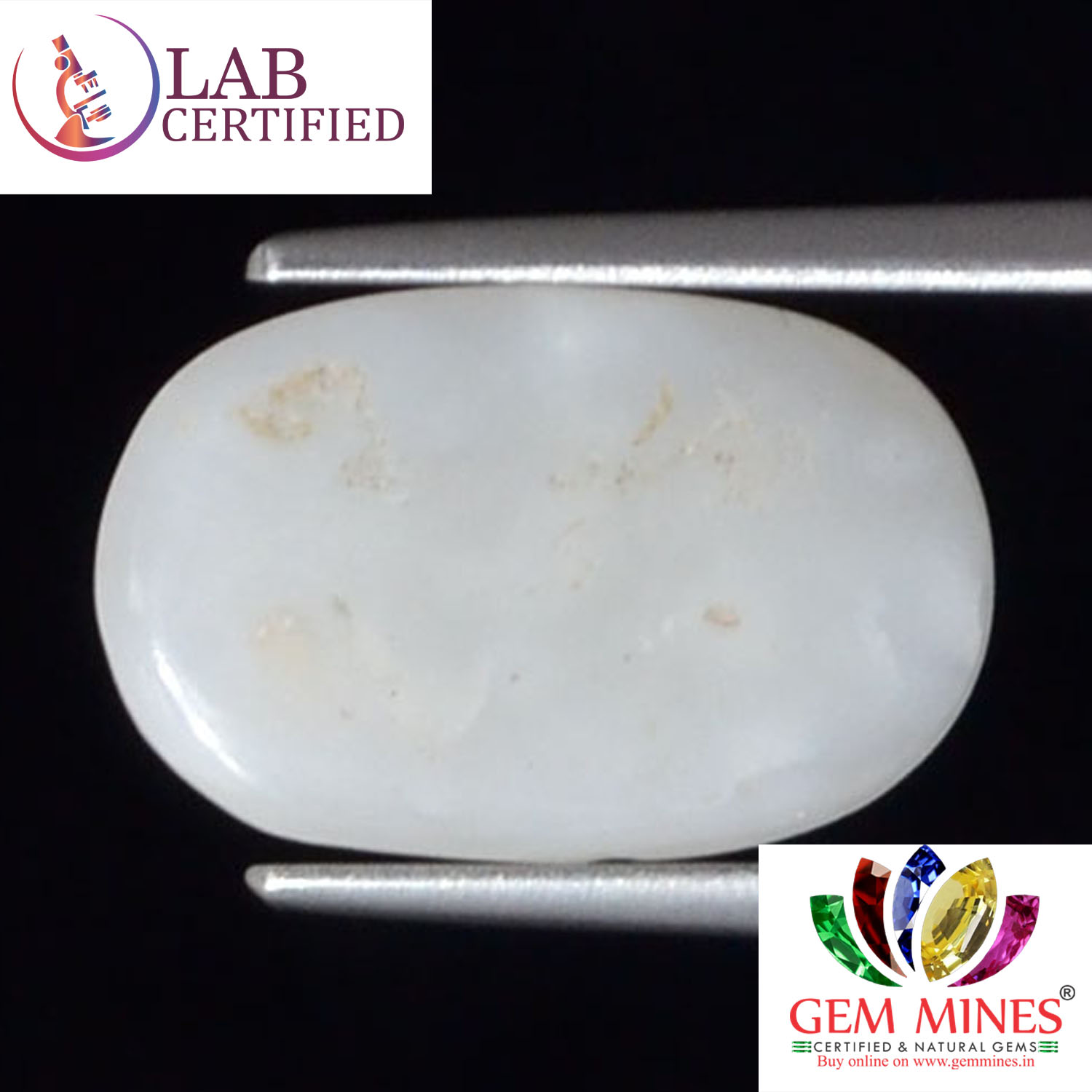 WC258 2 White Coral 3.8 Ct.