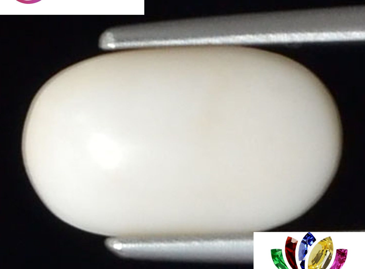 White Coral 2.3 Ct.