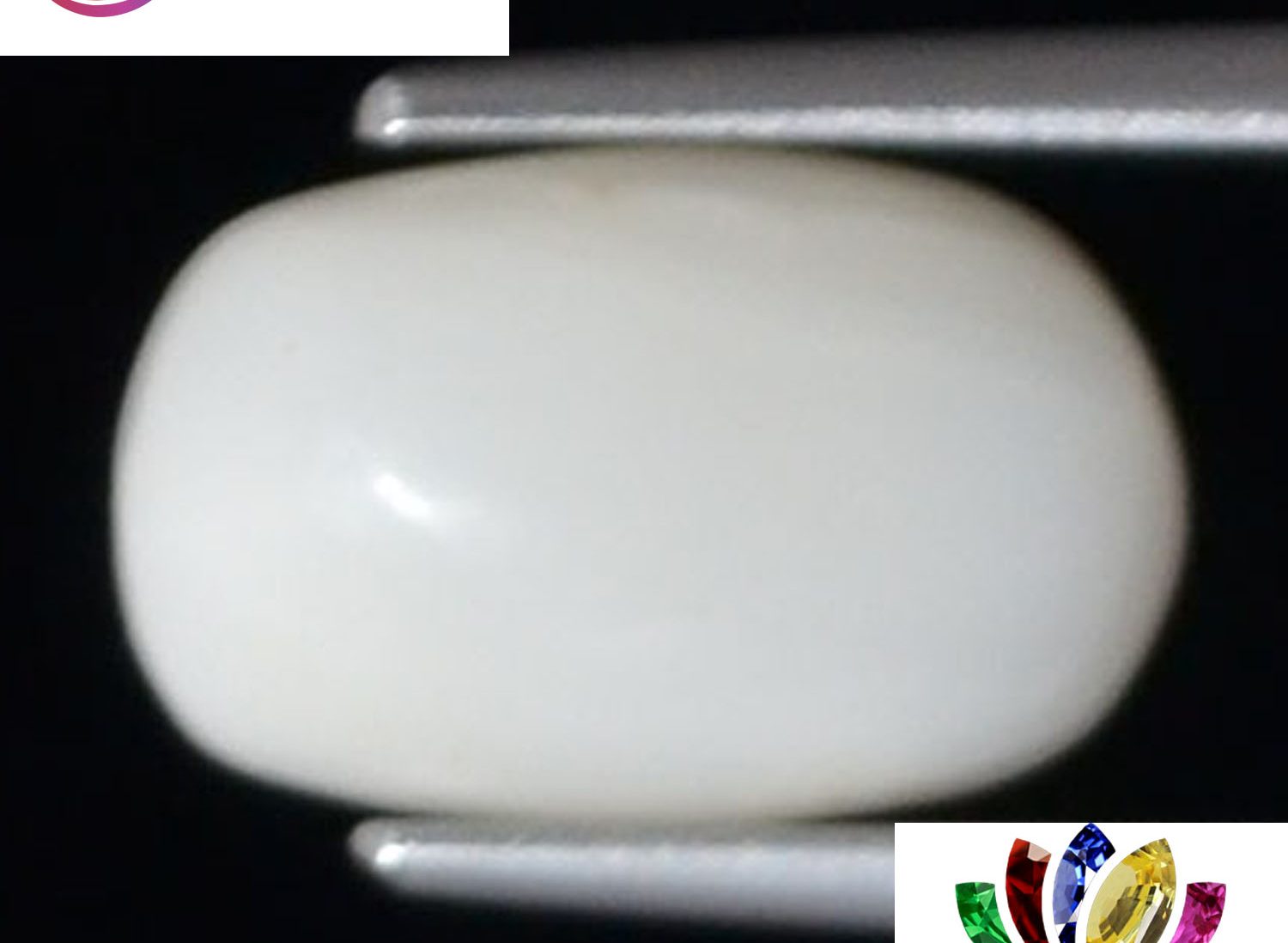 White Coral 2.86 Ct.