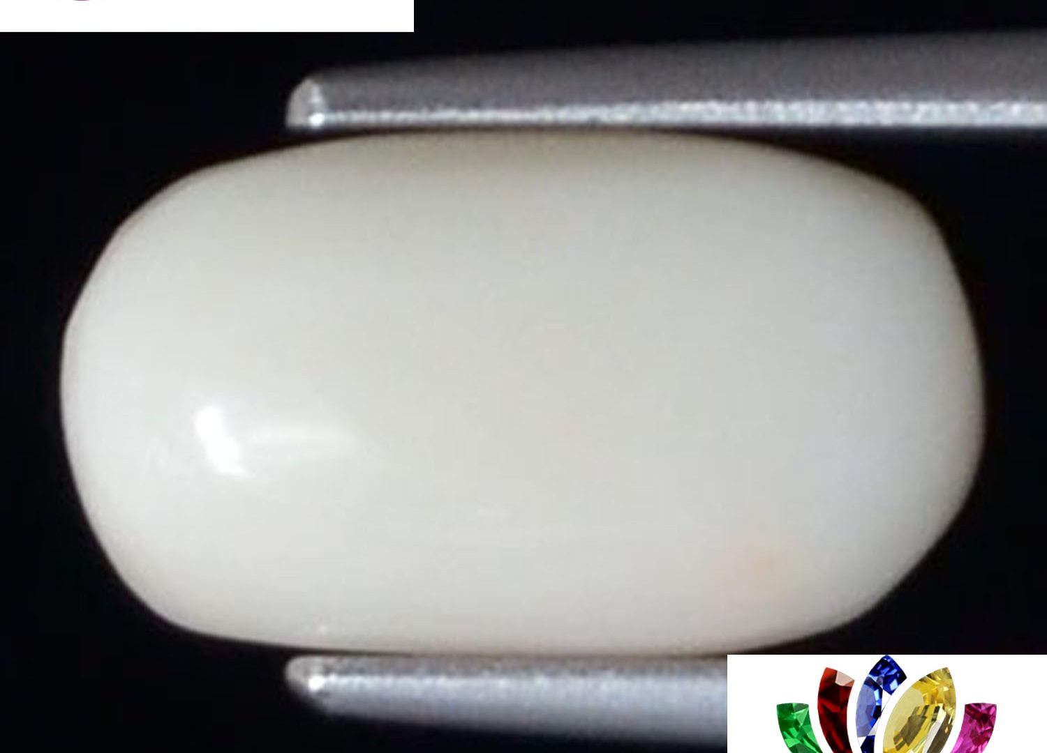 White Coral 2.55 Ct.