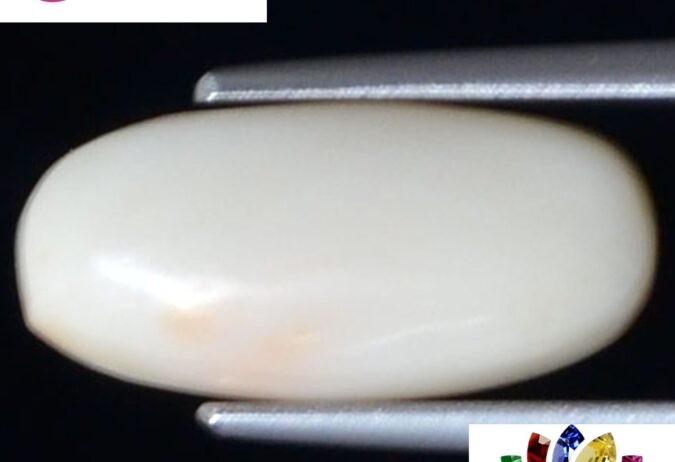 WC272 1 e1680691808738 White Coral 4 Ct.