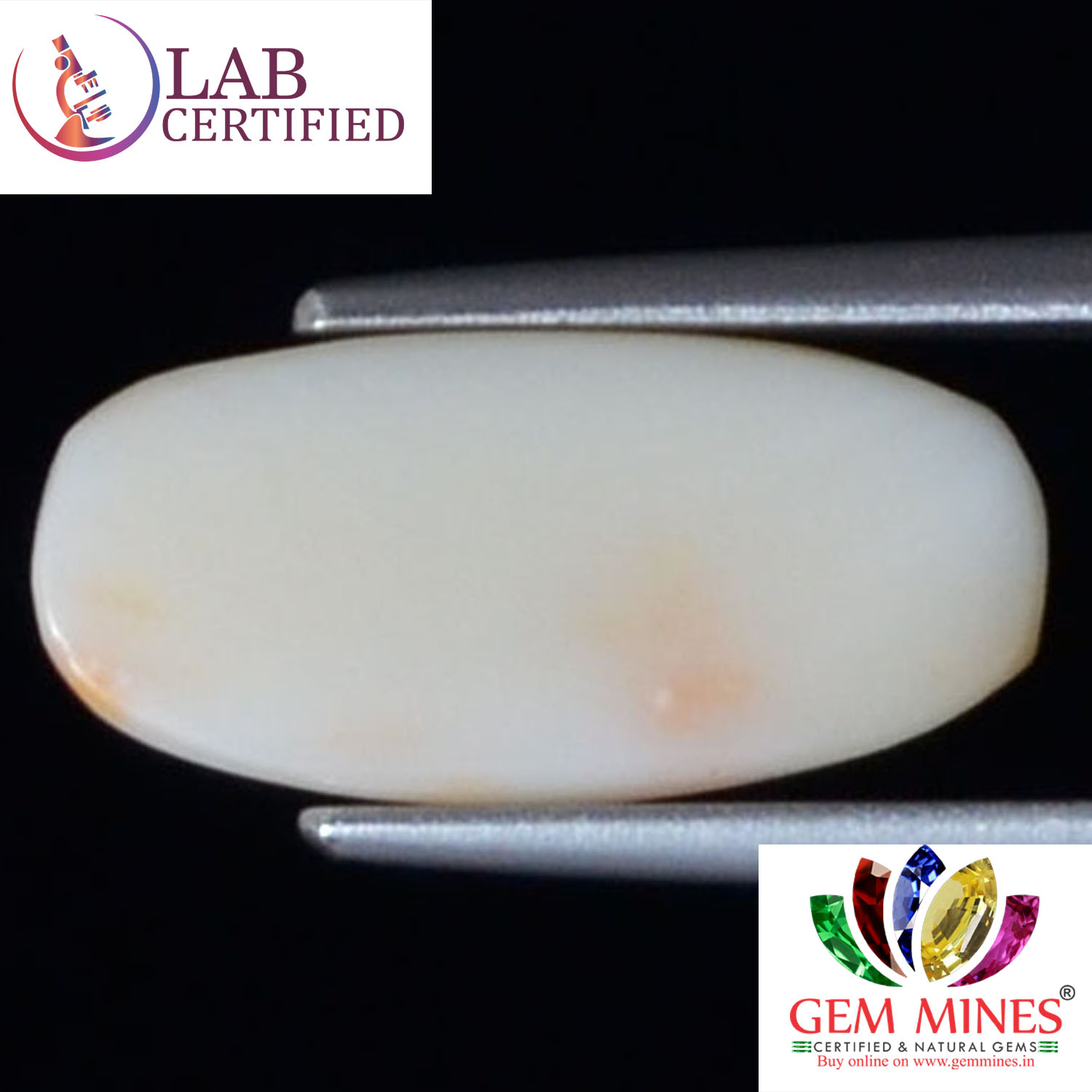 WC272 2 White Coral 4 Ct.