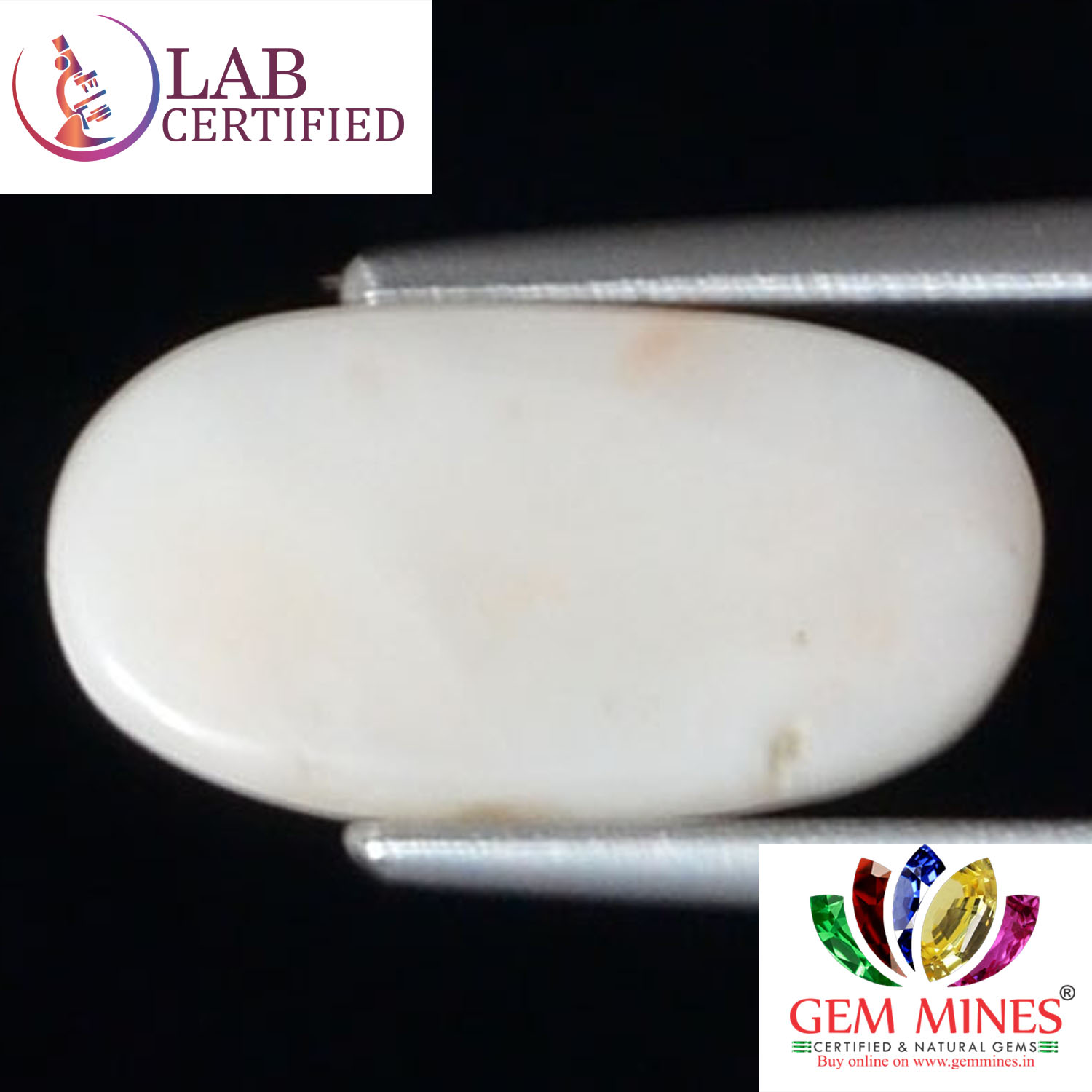 WC274 2 White Coral 3.33 Ct.