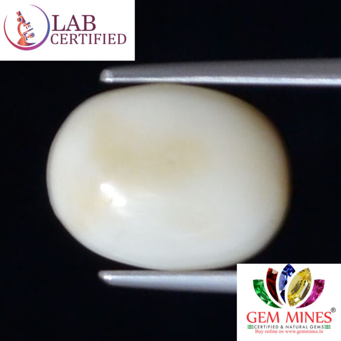 WC279 1 White Coral 4.43 Ct.