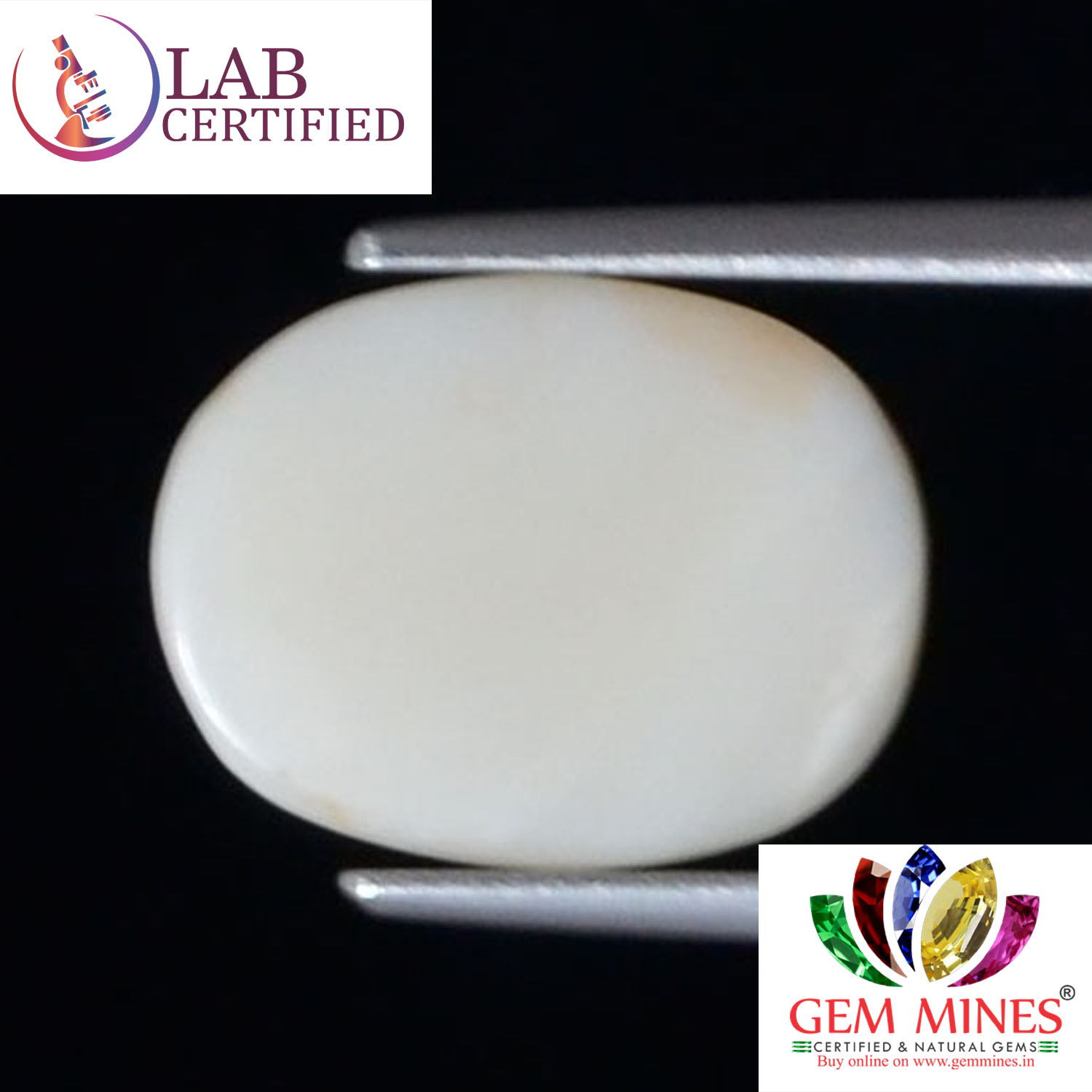 WC279 2 White Coral 4.43 Ct.