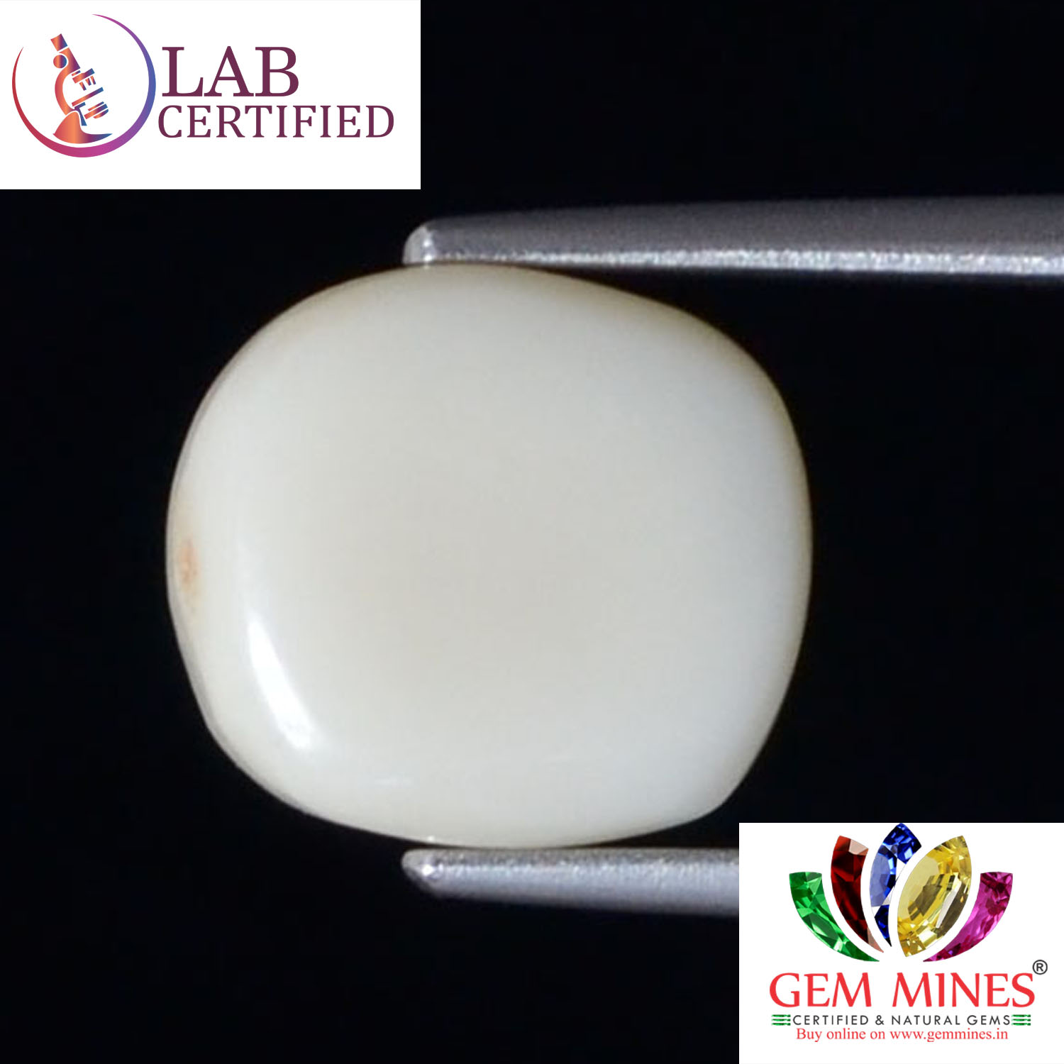 WC281 2 White Coral 4.93 Ct.