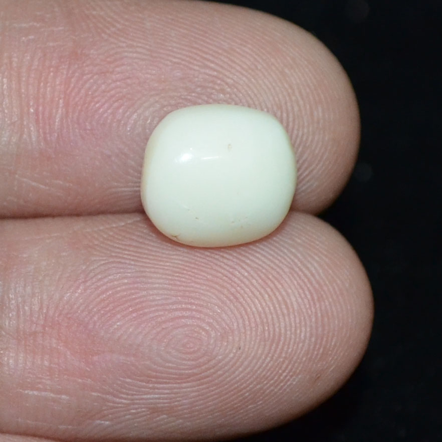WC281 3 White Coral 4.93 Ct.