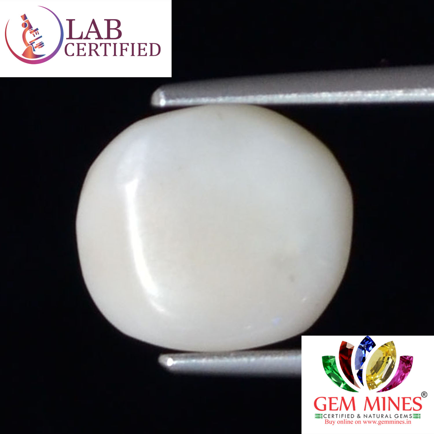 WC287 2 White Coral 3.79 Ct.