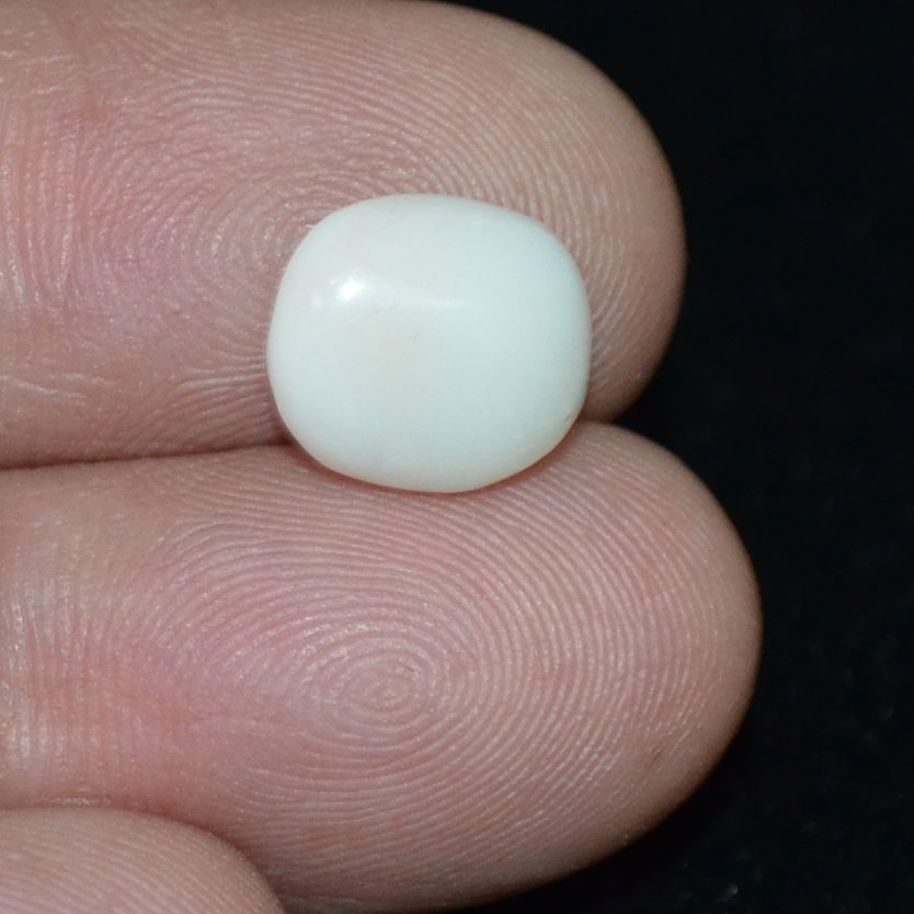 WC287 3 White Coral 3.79 Ct.