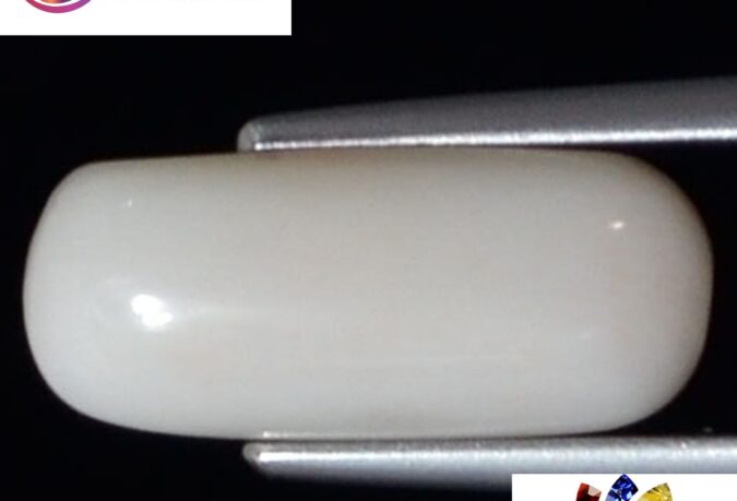 WC291 1 e1680692677826 White Coral 4.25 Ct.