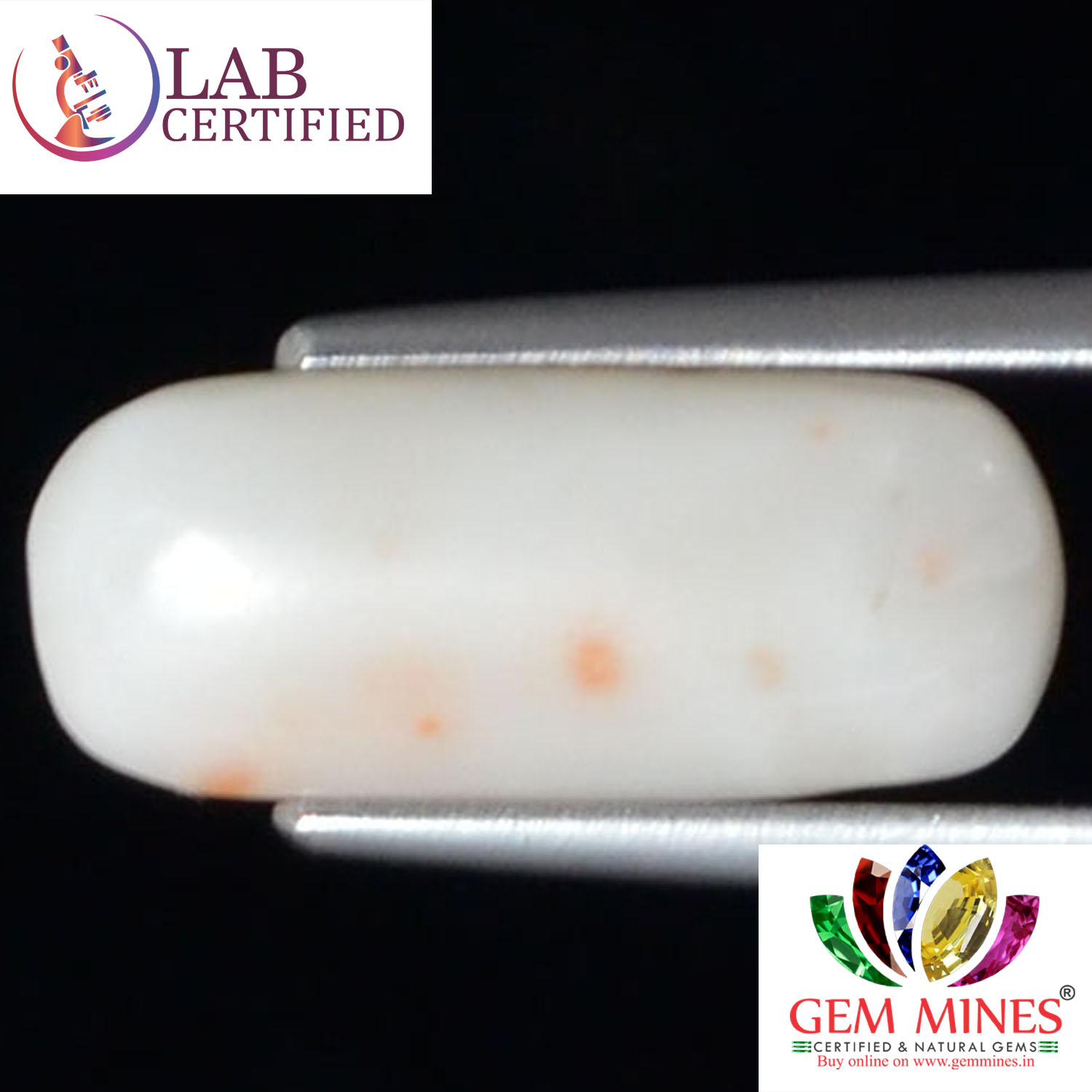 WC291 2 White Coral 4.25 Ct.