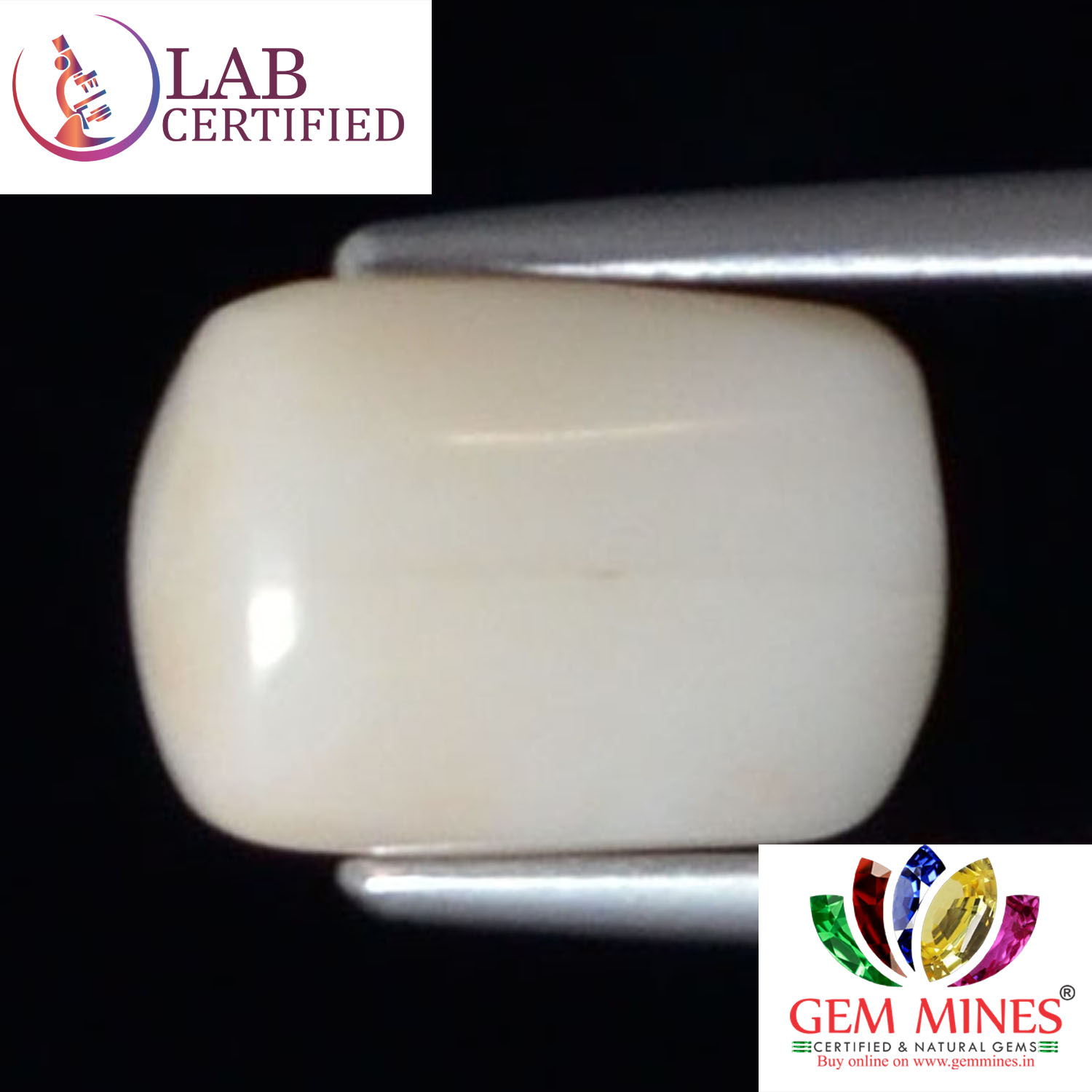 WC293 2 White Coral 3.82 Ct.