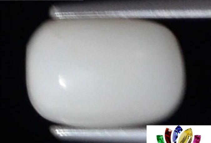 WC294 1 e1680693629931 White Coral 2.8 Ct.