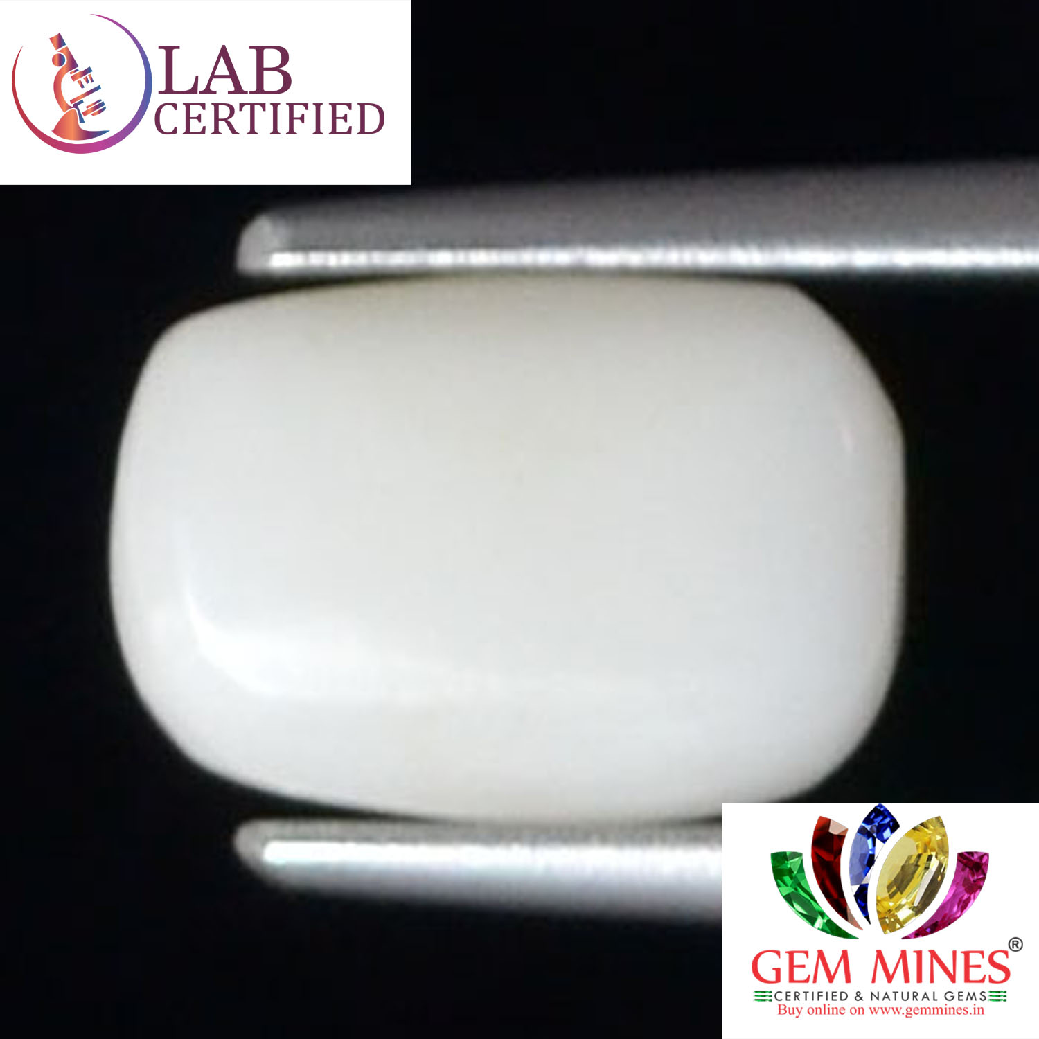 WC294 2 White Coral 2.8 Ct.