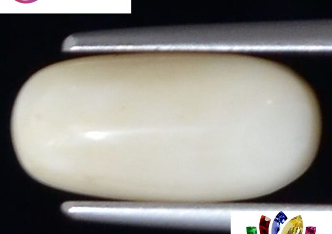 WC296 1 e1680693625888 White Coral 3.8 Ct.
