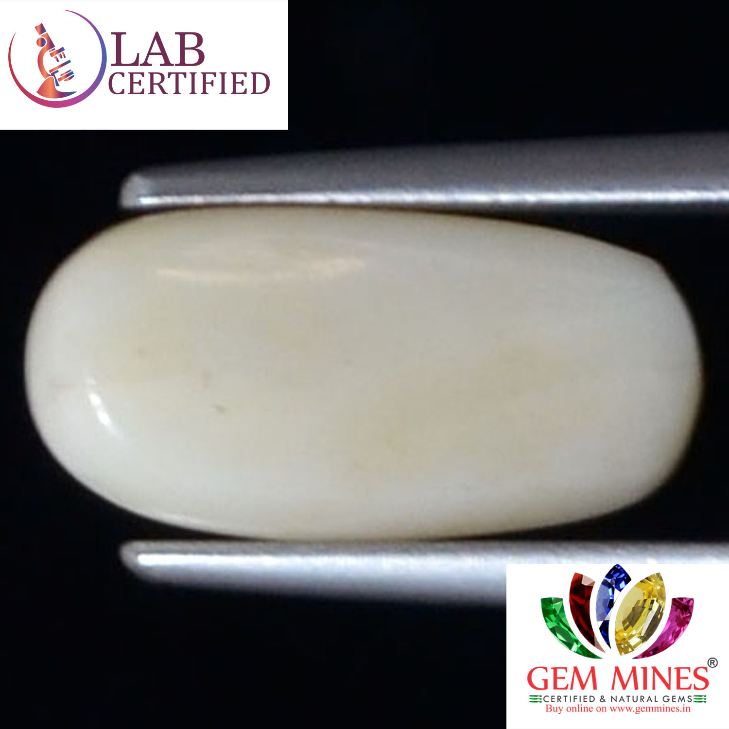 WC296 2 White Coral 3.8 Ct.