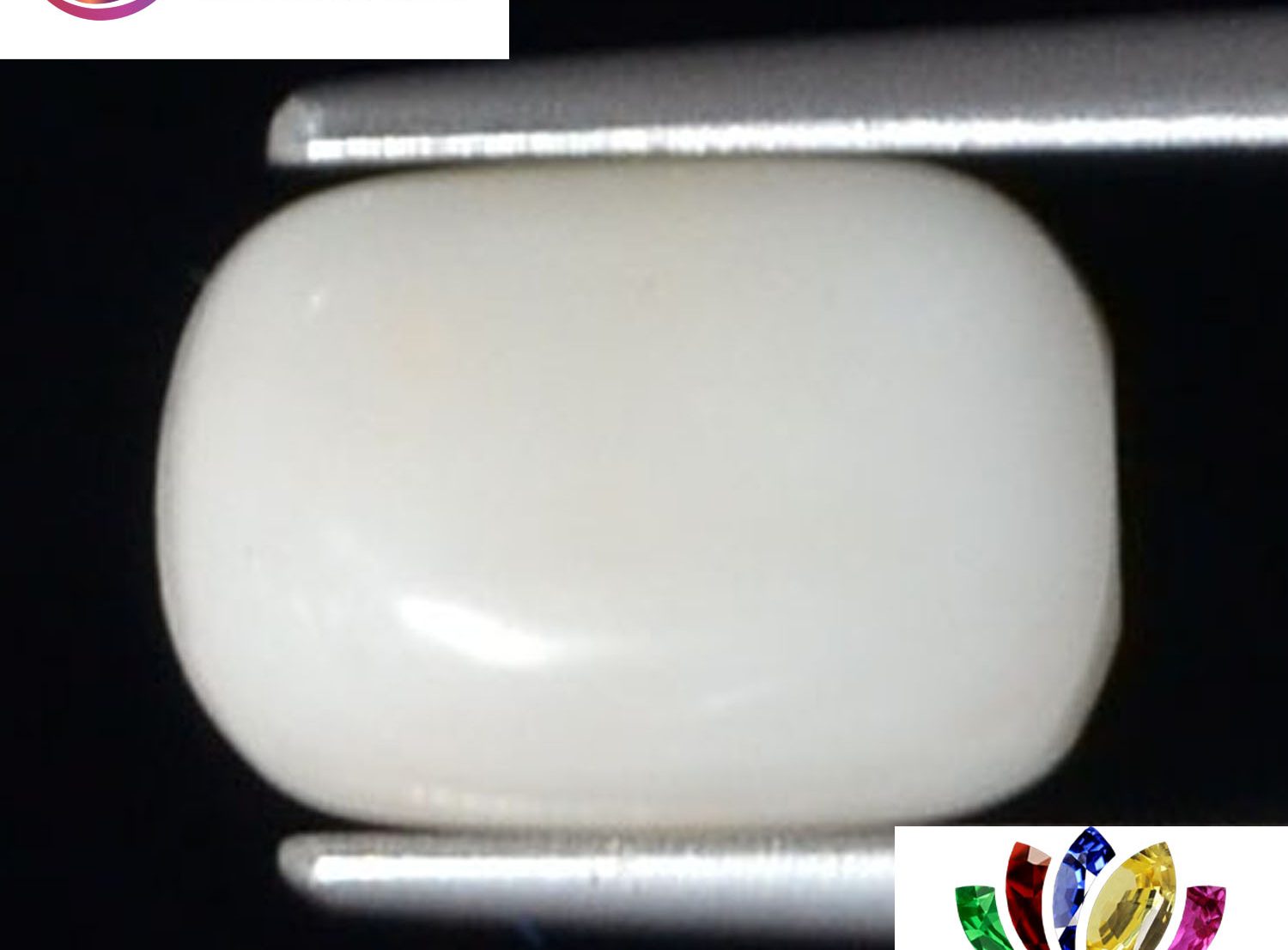 White Coral 2.4 Ct.