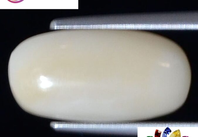 WC310 1 e1680694587717 White Coral 4.24 Ct.