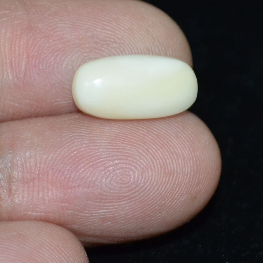 WC310 3 White Coral 4.24 Ct.