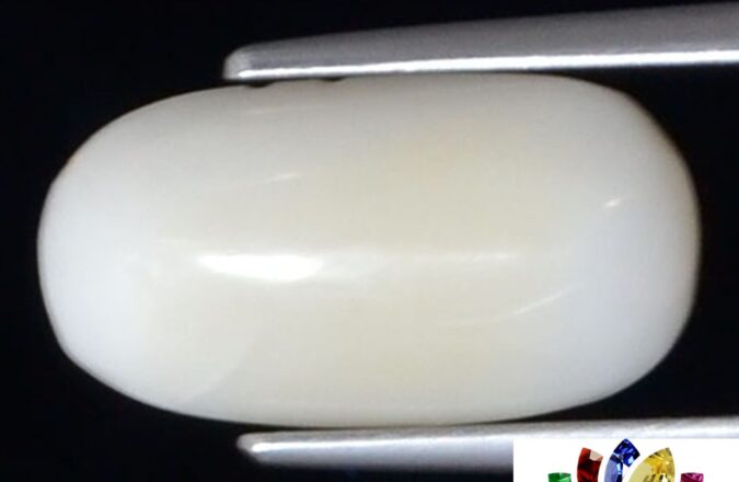 WC312 1 e1680694594277 White Coral 4.33 Ct.