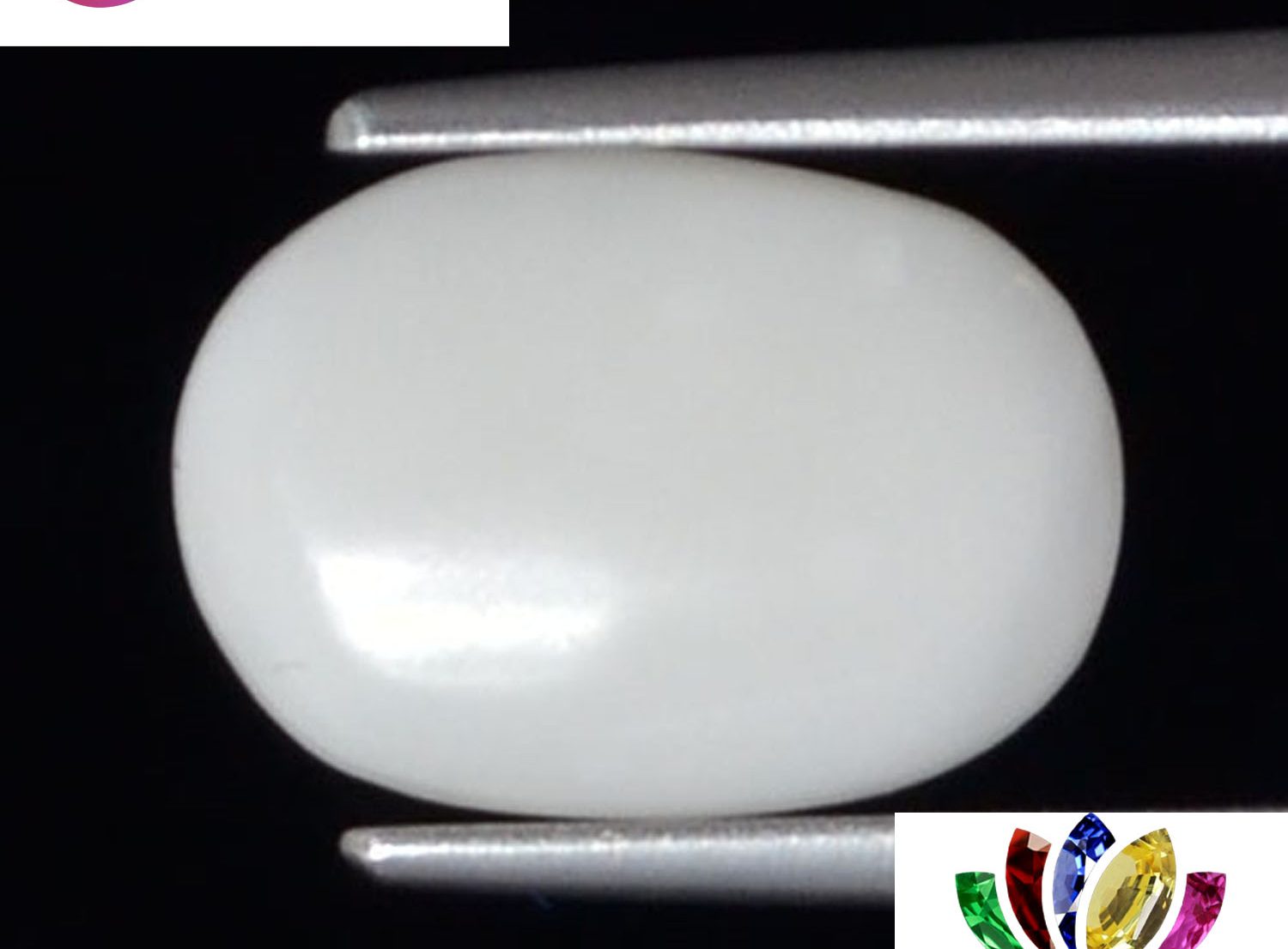 White Coral 2.6 Ct.