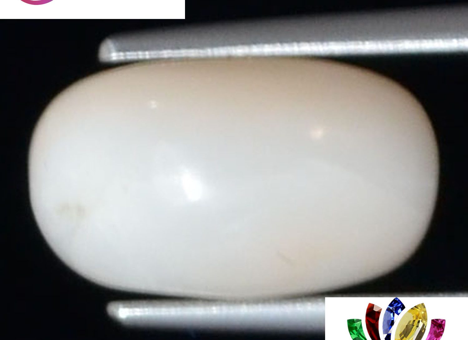 White Coral 3.75 Ct.