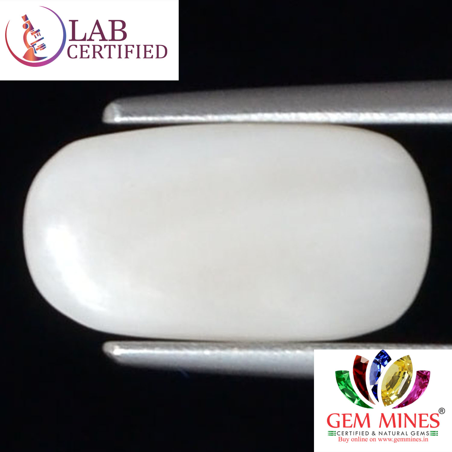 WC319 2 White Coral 3.84 Ct.