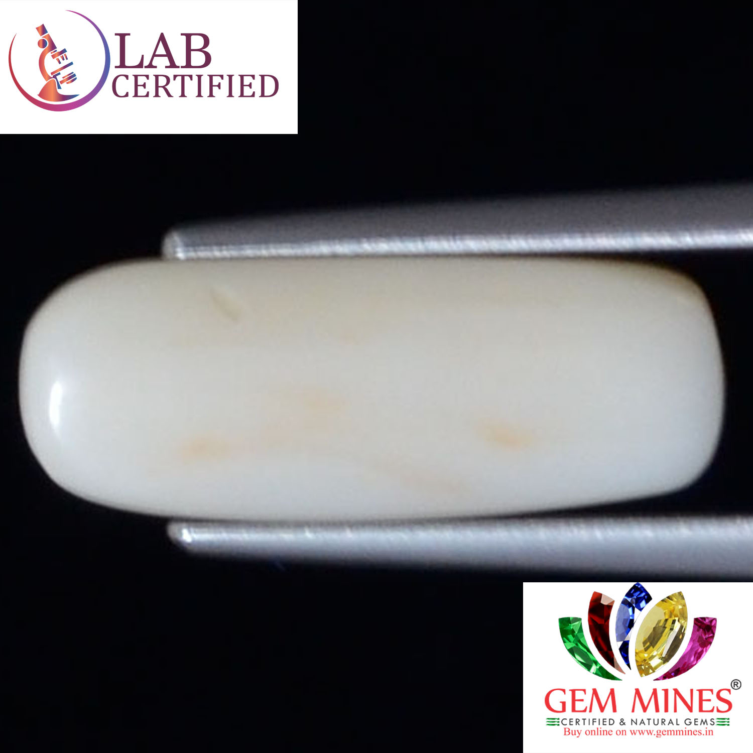 White Coral 4.5 Ct. 3 WC320 2 White Coral 4.5 Ct.