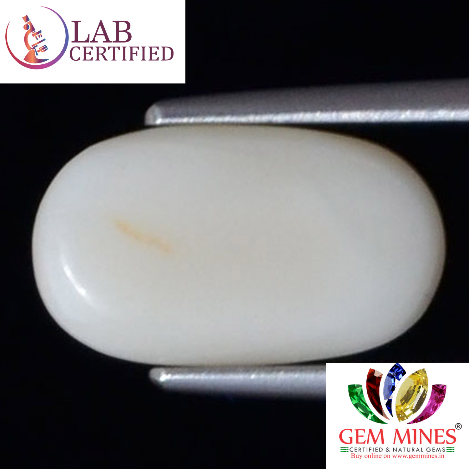 WC323 2 White Coral 3.9 Ct.