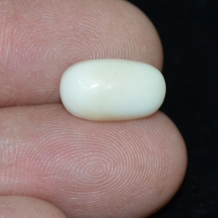 WC323 3 White Coral 3.9 Ct.