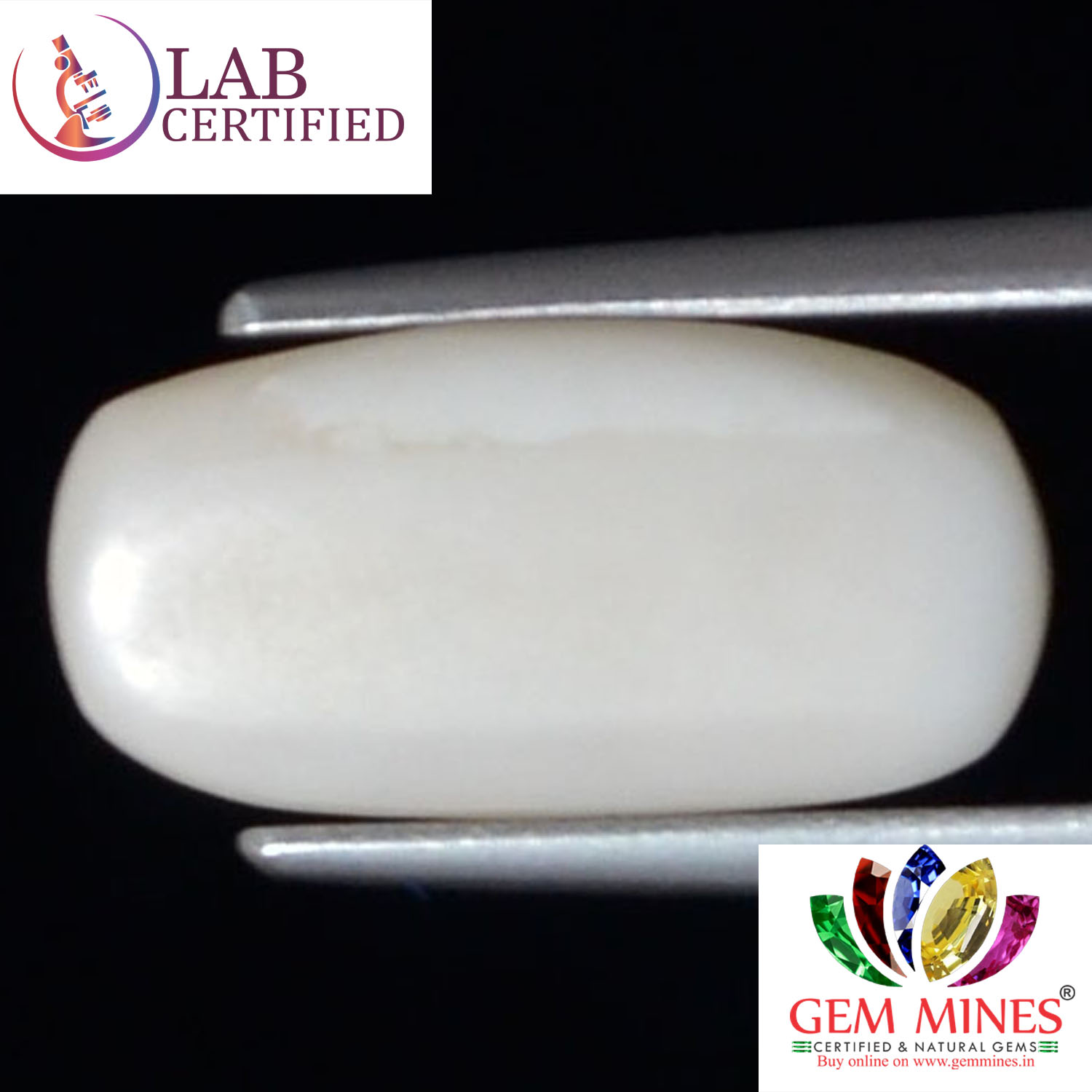 WC324 2 White Coral 4.75 Ct.