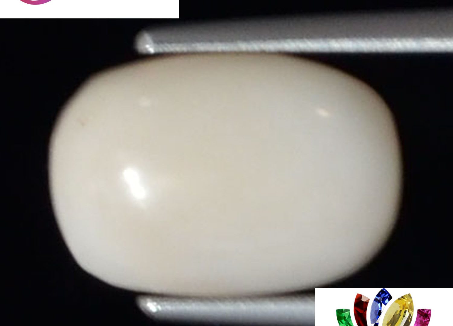 White Coral 3.25 Ct.