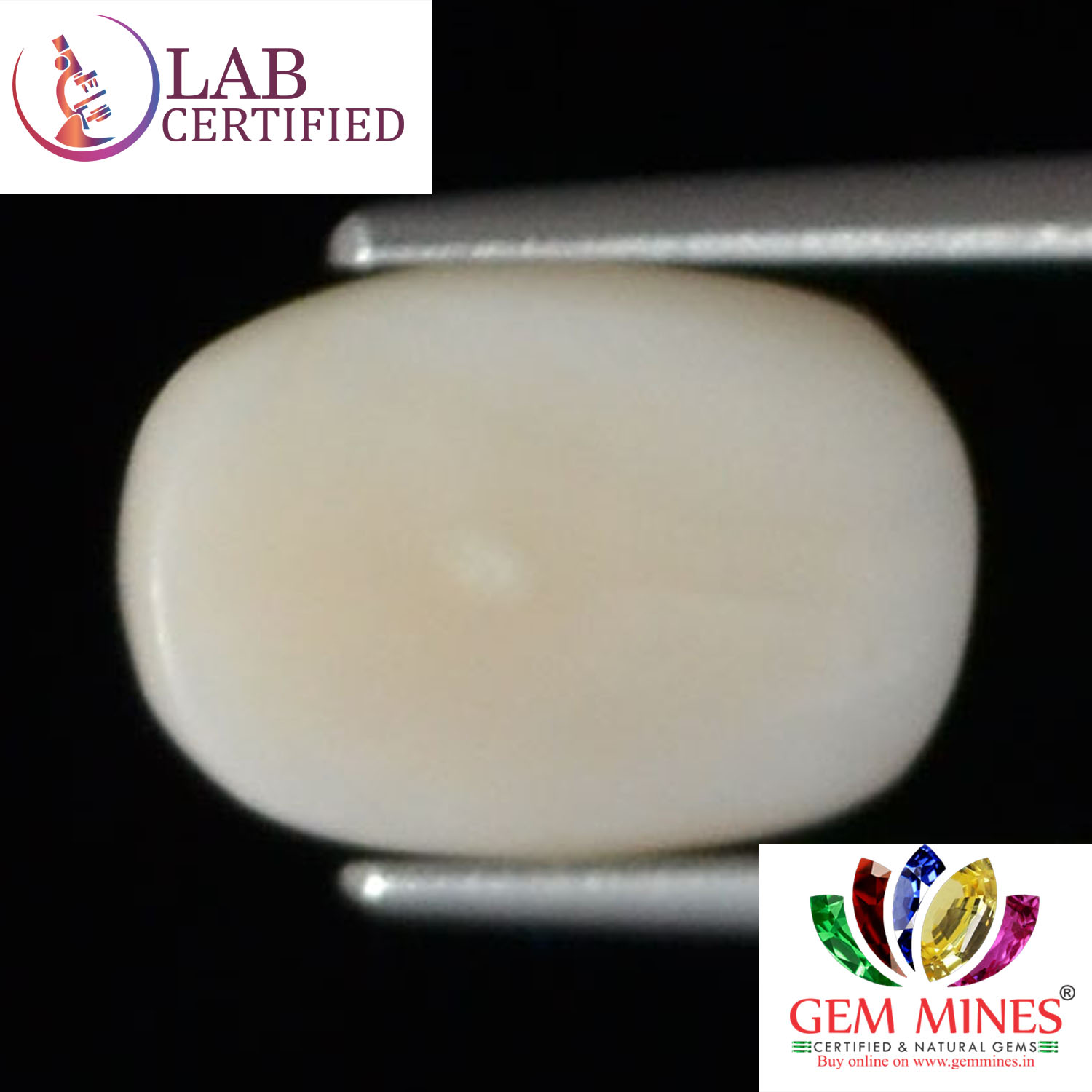 WC332 2 White Coral 3.25 Ct.